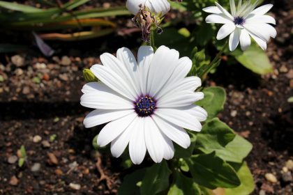 Mélyebb gyökerek, erősebb növények: hogyan segíti a talajélet a kert stressztűrését