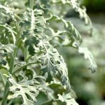 Miért válik a Pilea cadierei levele időnként élénkebb ezüstössé? – A tűzérvirág gondozásának rejtett összefüggései lépésről lépésre