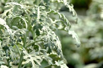 Miért válik a Pilea cadierei levele időnként élénkebb ezüstössé? – A tűzérvirág gondozásának rejtett összefüggései lépésről lépésre