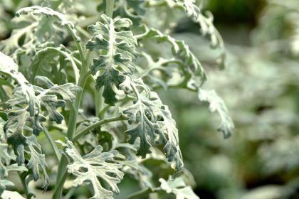 Miért válik a Pilea cadierei levele időnként élénkebb ezüstössé? – A tűzérvirág gondozásának rejtett összefüggései lépésről lépésre