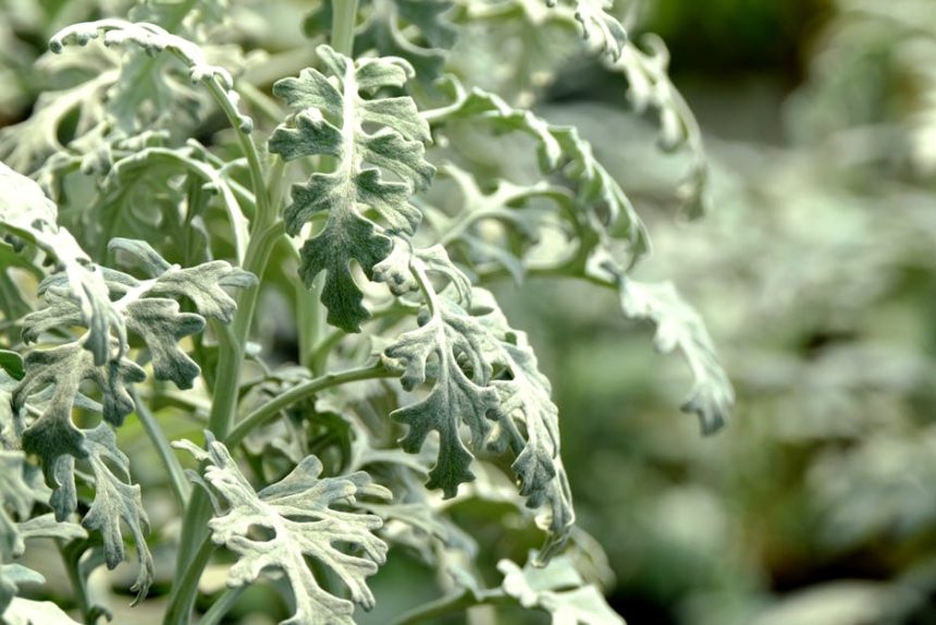 Miért válik a Pilea cadierei levele időnként élénkebb ezüstössé? – A tűzérvirág gondozásának rejtett összefüggései lépésről lépésre