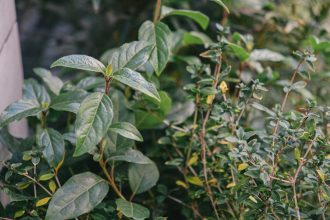 Széleslevelű fürtöshanga: Lépésről lépésre a tartós kertzöldséghez és fenntartható környezethez