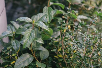 Széleslevelű fürtöshanga: Lépésről lépésre a tartós kertzöldséghez és fenntartható környezethez