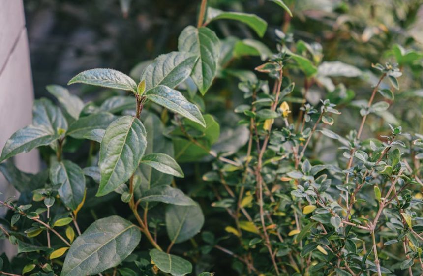 Széleslevelű fürtöshanga: Lépésről lépésre a tartós kertzöldséghez és fenntartható környezethez