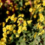 Méhlegelő titkok: Így válaszd ki a legjobb beporzóbarát vadvirágokat a kertedbe!