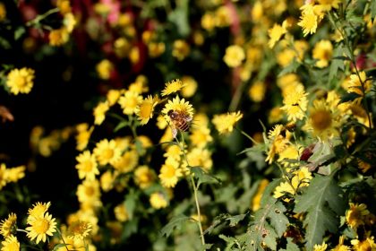Méhlegelő titkok: Így válaszd ki a legjobb beporzóbarát vadvirágokat a kertedbe!