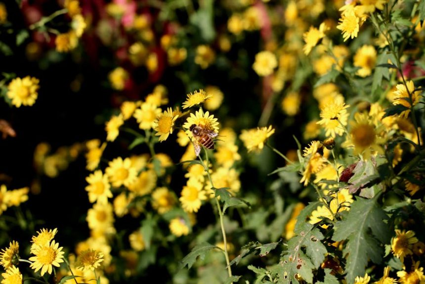 Méhlegelő titkok: Így válaszd ki a legjobb beporzóbarát vadvirágokat a kertedbe!