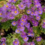 Hogyan ébreszd fel könnyedén a Gaura lindheimeri színpompás évelőjét a kertedben?