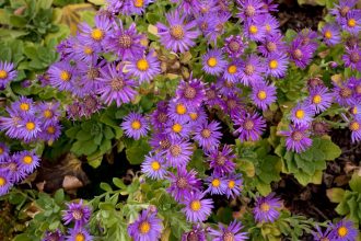 Hogyan ébreszd fel könnyedén a Gaura lindheimeri színpompás évelőjét a kertedben?