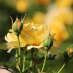 Mikor és hogyan szabadítsuk meg virágoskertünket a nyári gyomoktól egyszerű lépésekkel