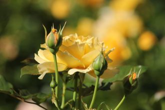 Mikor és hogyan szabadítsuk meg virágoskertünket a nyári gyomoktól egyszerű lépésekkel