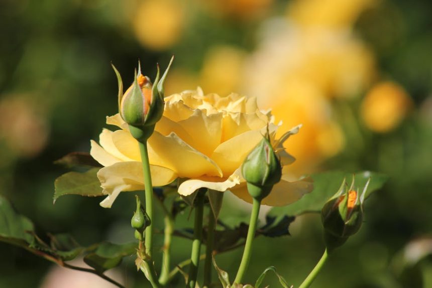 Mikor és hogyan szabadítsuk meg virágoskertünket a nyári gyomoktól egyszerű lépésekkel