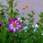 Így lesz erős és egészséges a Nagyvirágú tárnicsloncod: lépésről lépésre az ültetéstől a betegségek megelőzéséig