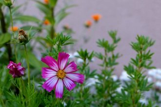 Így lesz erős és egészséges a Nagyvirágú tárnicsloncod: lépésről lépésre az ültetéstől a betegségek megelőzéséig