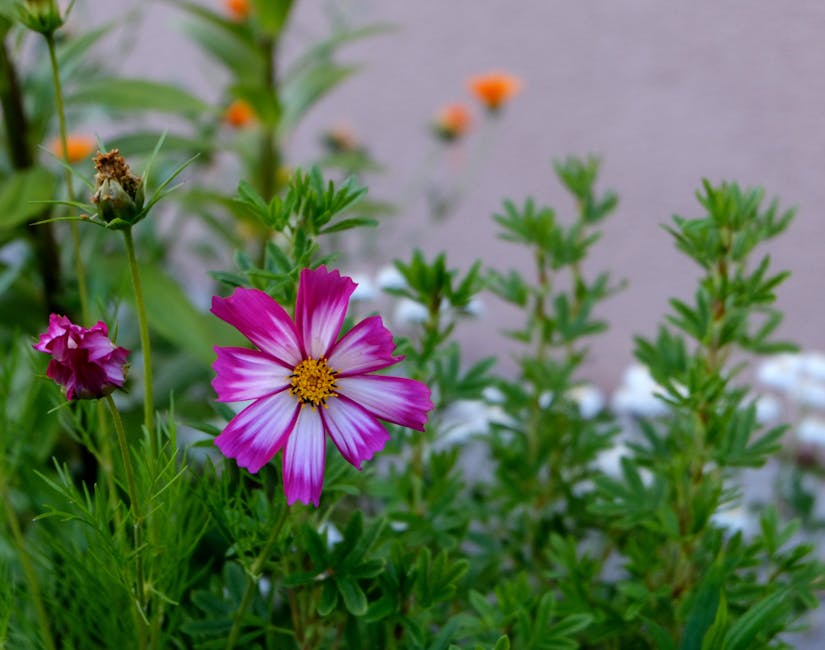 Így lesz erős és egészséges a Nagyvirágú tárnicsloncod: lépésről lépésre az ültetéstől a betegségek megelőzéséig
