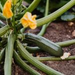 Amikor a cukkini váratlant tanított: egy vetési időpont, ami megváltoztatta a kertem ritmusát