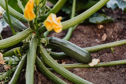 Amikor a cukkini váratlant tanított: egy vetési időpont, ami megváltoztatta a kertem ritmusát