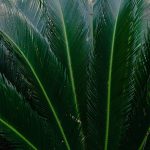 Cikász, a kert dzsungelének mini dinoszaurusza – hogyan neveld, szaporítsd és tartsd életben ezt a pálmákat megszégyenítő túlélőt!