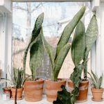 Tényleg megnyugtat és tisztít a levegőt minden zöld növény, amit otthon tartasz?