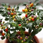 Fekete bors a nappalidban? Igen, és nem fogsz hinni a szemednek!