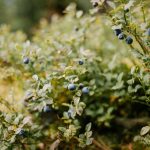 Miért marad üres az áfonyabokrod? Három gyakori hiba, ami miatt a termés elmarad – és hogyan kerüld el őket!