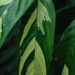 Növényfotózás okostelefonnal: Tudományos módszerek az Instagram-barát kertkompozíciók megtervezéséhez