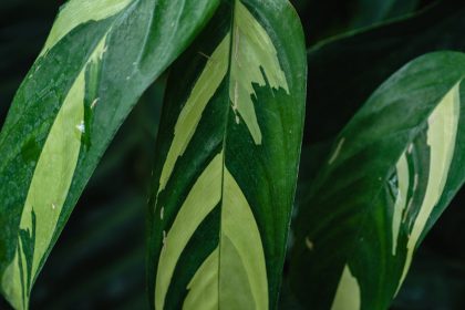 Növényfotózás okostelefonnal: Tudományos módszerek az Instagram-barát kertkompozíciók megtervezéséhez