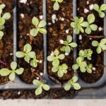 Miért akad el gyakran a csirimojó csíráztatása magról, és hogyan kerülheted el a leggyakoribb buktatókat a világ egyik legízletesebb gyümölcsénél?