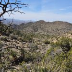 Bükk titkai a kertben: hogyan ültessük otthon a nemzeti park növényvilágát?