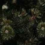 Örökzöldek varázslata: Életre kelt kert, amely egész évben energiával tölt fel és a természetet védi!