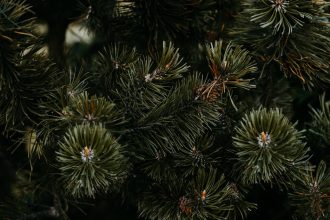 Miért suttogják az örökzöldek, hogy a tél közepén is tudnak titkokat mesélni?