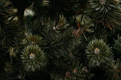 Miért suttogják az örökzöldek, hogy a tél közepén is tudnak titkokat mesélni?