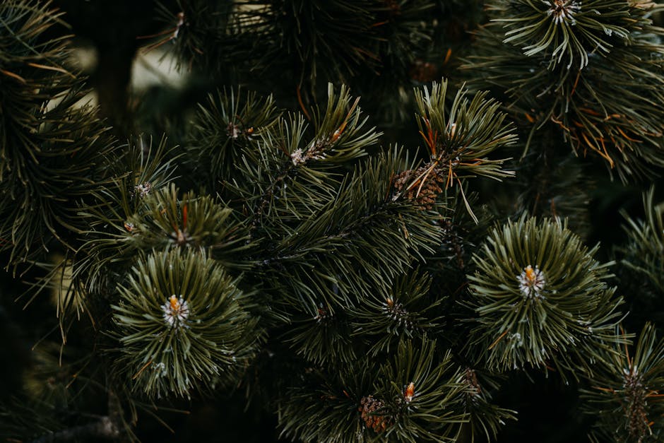 Örökzöldek varázslata: Életre kelt kert, amely egész évben energiával tölt fel és a természetet védi!