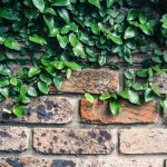 Amikor a kúszó eperfa titokzatos ösvénye a kertünkbe kanyarodik – egy zöld kaland kezdete!