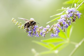 Valóban mérgező-e a barátcserje, vagy más a valóság mögötte?