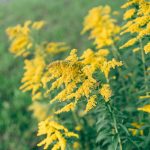 Miért hullatja leveleit az aranyvessző, és hogyan előzheted meg a leggyakoribb gondozási hibát lépésről lépésre?