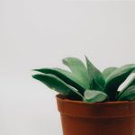 7 túlélő-trükk a háromélű kutyatejhez, amit még a legkonyhakertek réme is megirigyelne (igen, te is képes vagy rá!)