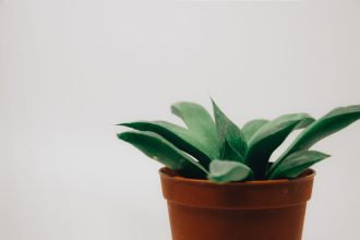 7 túlélő-trükk a háromélű kutyatejhez, amit még a legkonyhakertek réme is megirigyelne (igen, te is képes vagy rá!)