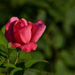 10 megbízható trükk, hogy a kerti rózsád ne csak túlélje, hanem diktálja a kert szabályait – anyai tapasztalatból, nem csak meséből!