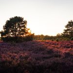 Valóban csak savas talajban érzi jól magát a cserjés hanga?