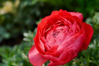 Boglárka és az öntözés csapdája: hogyan ne fojtsd meg a tavaszi napsugarakat?