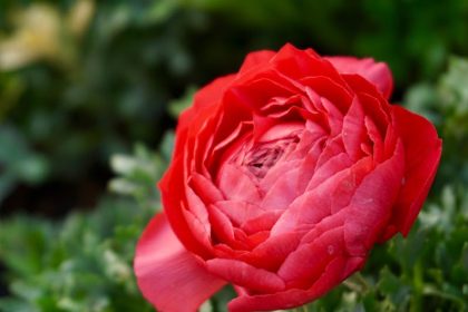 Boglárka és az öntözés csapdája: hogyan ne fojtsd meg a tavaszi napsugarakat?