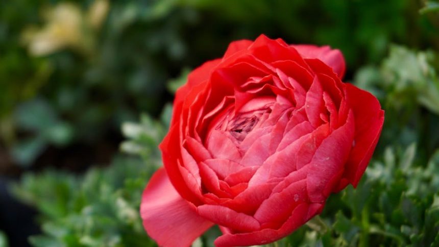 Boglárka és az öntözés csapdája: hogyan ne fojtsd meg a tavaszi napsugarakat?