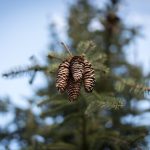 Cukorsüveg fenyő sárgulása: miért ne öntözd túl, és hogyan állítsd be a megfelelő vízmennyiséget lépésről lépésre