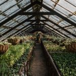 Japán Arália a félhomályban – miként előzhetjük meg a túlburjánzó lombrengeteget a szobában?