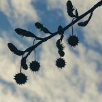 „Ha tavasszal nem mersz hozzáfogni a leander metszéséhez, olvasd el ezt a lassan érő bölcsességet, hogy ne vágj bele vakon”