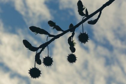 „Ha tavasszal nem mersz hozzáfogni a leander metszéséhez, olvasd el ezt a lassan érő bölcsességet, hogy ne vágj bele vakon”