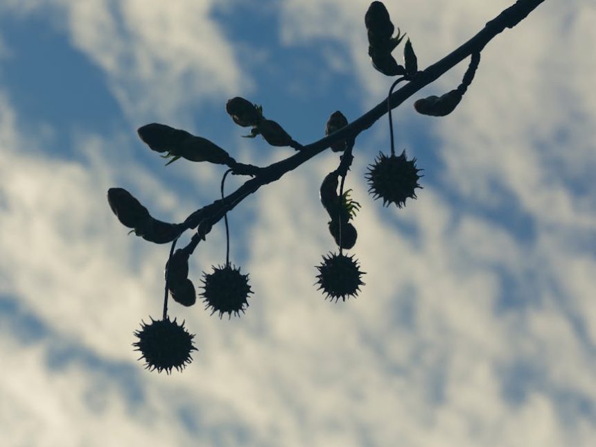 „Ha tavasszal nem mersz hozzáfogni a leander metszéséhez, olvasd el ezt a lassan érő bölcsességet, hogy ne vágj bele vakon”