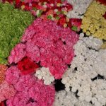 Szártalan bábakalács: Ellenálló társ a természetes kertben