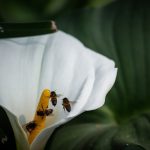 Fehér liliom a kertben: miért nem elég csak ültetni, ha szépet akarsz látni?